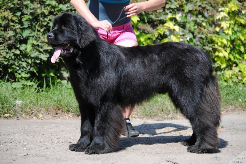 Фото: ньюфаундленд Моя Стихия Принц Наследный Ритм де Ноэль