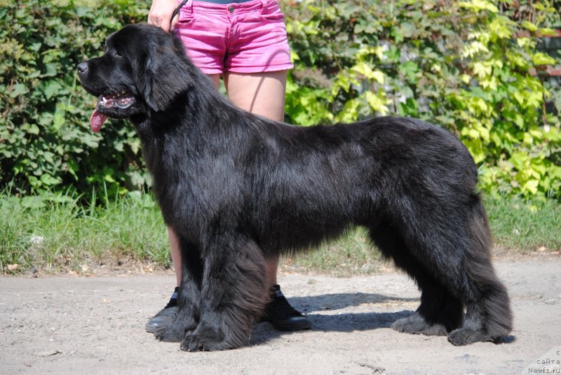 Фото: ньюфаундленд Моя Стихия Принц Наследный Ритм де Ноэль