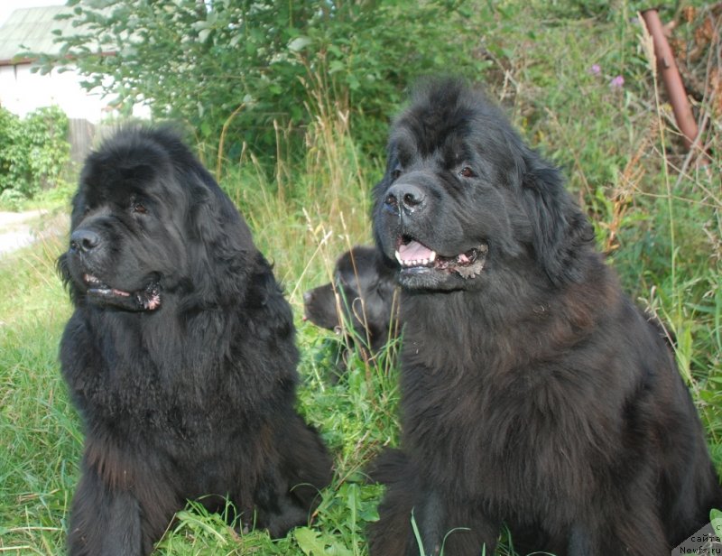 Фотография № 237837