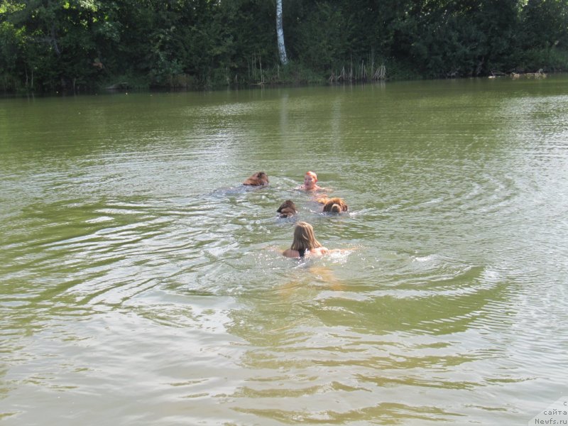 Фото: ньюфаундленд Масяня Гранд Бэби, ньюфаундленд Риччи с Берега Дона (Richchi s Berega Dona), ньюфаундленд Очаровашка с Берега Дона (Ocharovashka s Berega Dona)