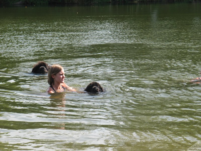 Фото: ньюфаундленд Масяня Гранд Бэби, ньюфаундленд Риччи с Берега Дона (Richchi s Berega Dona), Анастасия Киреева
