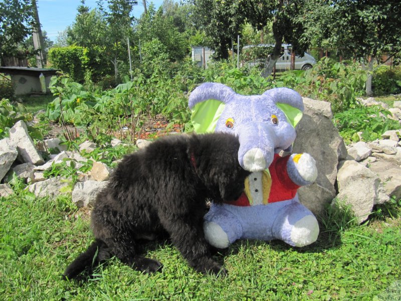 Фото: ньюфаундленд Риччи с Берега Дона (Richchi s Berega Dona)