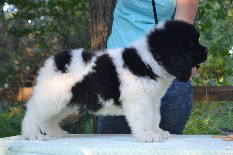 Фото: ньюфаундленд Баффи (Baffi)
