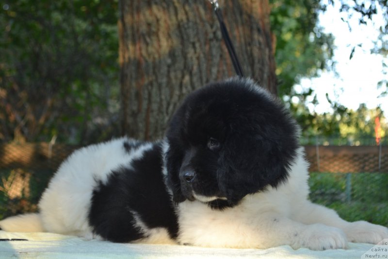 Фото: ньюфаундленд Баффи (Baffi)
