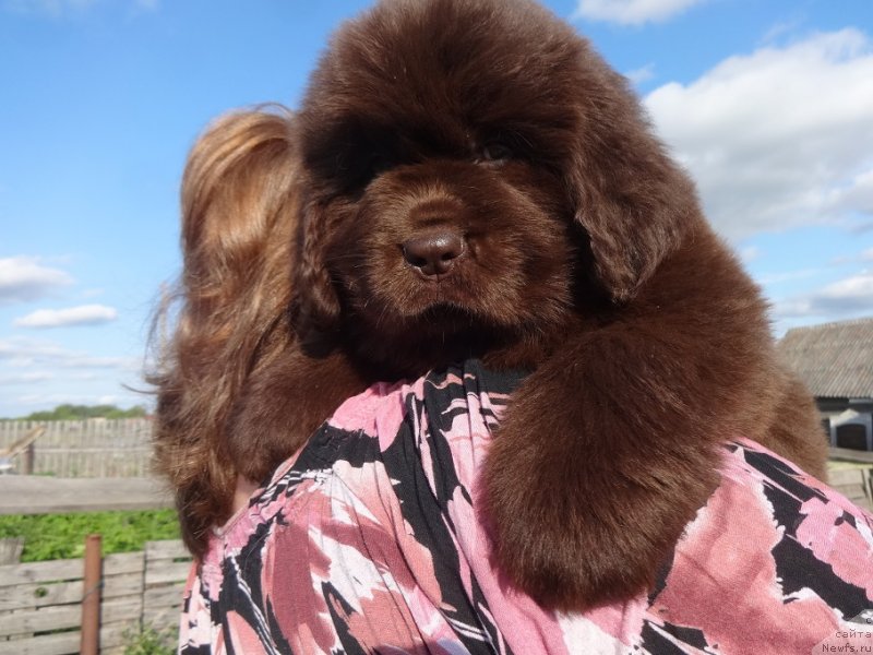 Фото: ньюфаундленд Ньюфорт Овейшен Голди Кнайт