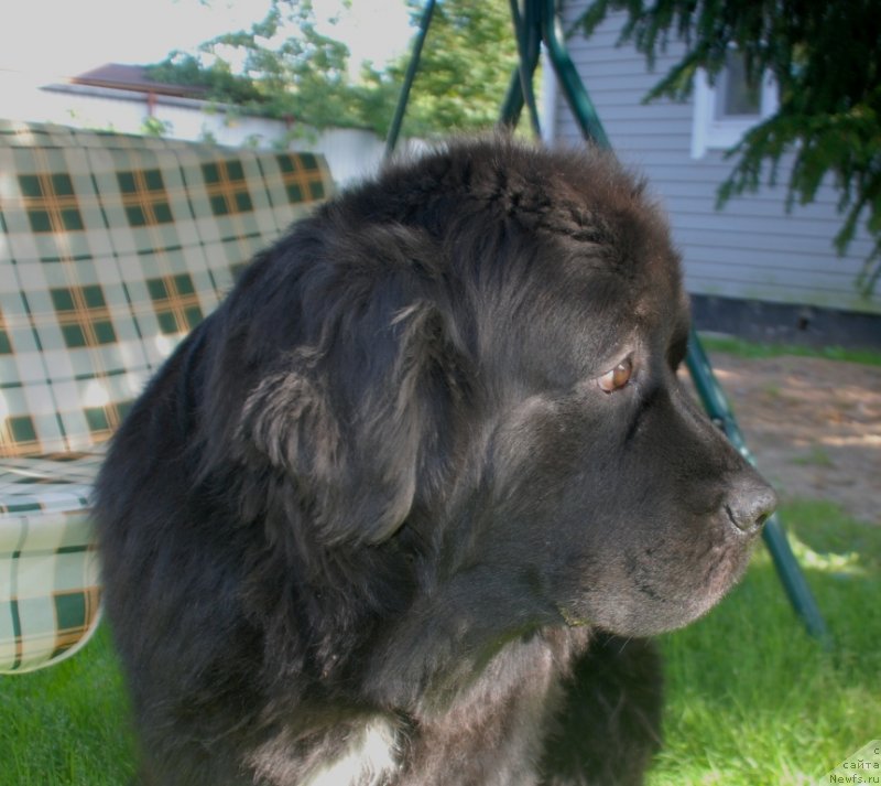 Фото: ньюфаундленд Treasure for Belkonder-Club Midnight Bear