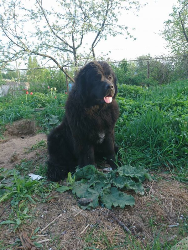 Фото: ньюфаундленд Velyke Malyatko Kalyna Bilotsvitna