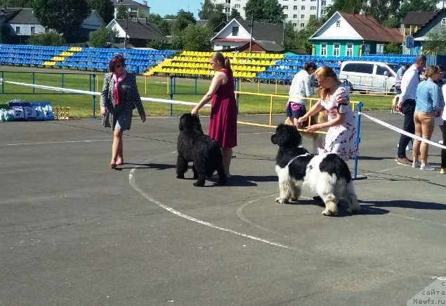 Фото: ньюфаундленд Velyke Malyatko Kalyna Bilotsvitna