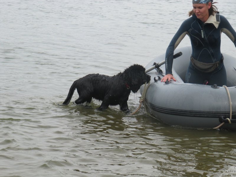 Фото: ньюфаундленд Риччи с Берега Дона (Richchi s Berega Dona)