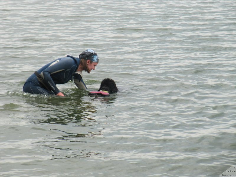 Фото: ньюфаундленд Риччи с Берега Дона (Richchi s Berega Dona), Анастасия Киреева