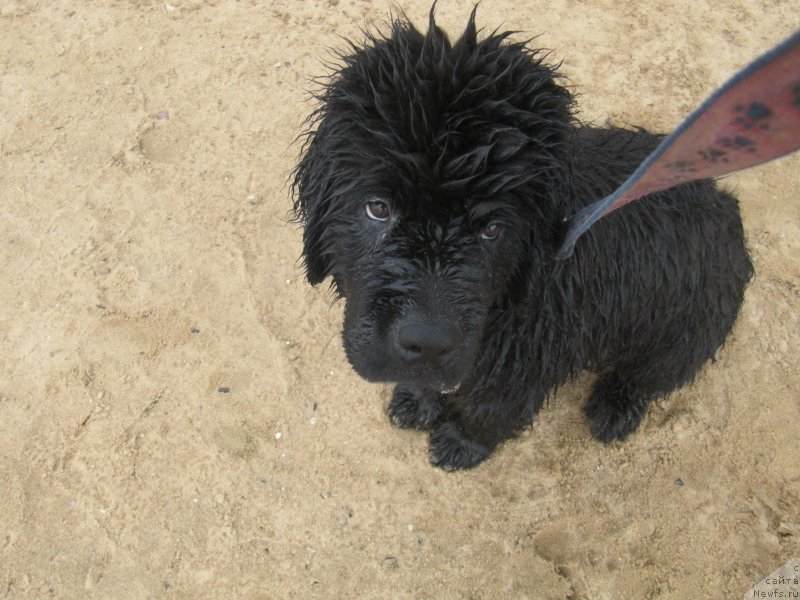 Фотография № 237910