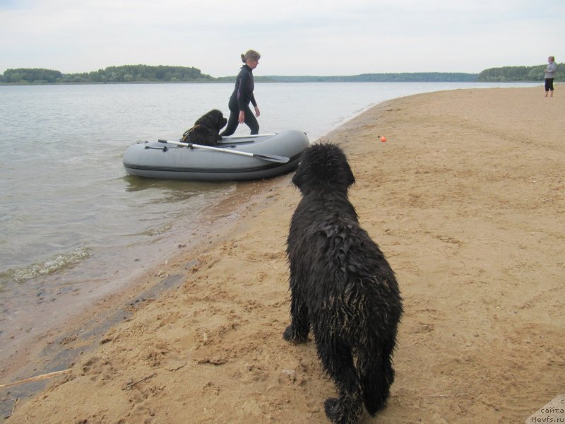Фото: ньюфаундленд Мелти Вейв Марин Тифея (Melty Wave Marine Tifeya), Анна Петрушкина, ньюфаундленд Риччи с Берега Дона (Richchi s Berega Dona)