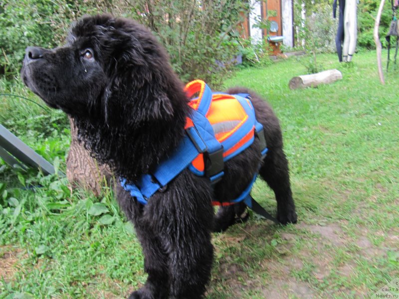 Фотография № 237922