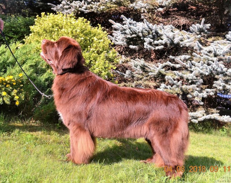 Фото: ньюфаундленд Браунблад МСК Альпина Гуардиан Соул (Brownblood MSK Alpina Guardian Soul)