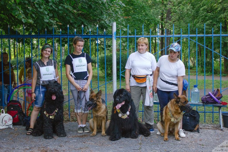 Фото: ньюфаундленд Русская Красавица Нюра