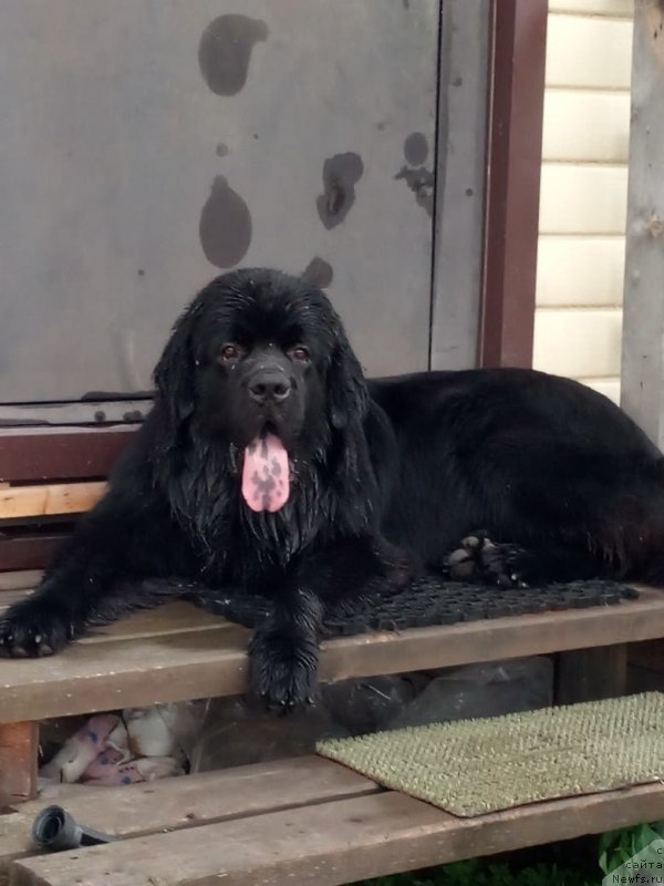 Фото: ньюфаундленд Енигматик Кингд Гуардиан Ангел (Enigmatic Kingd Guardian Angel)