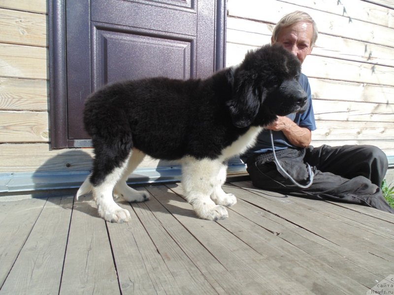 Фото: ньюфаундленд Еловая Лапа от Карельских Медведей