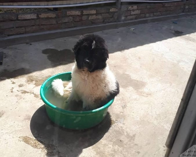 Фото: ньюфаундленд Доминика фо Лав от Карельских Медведей