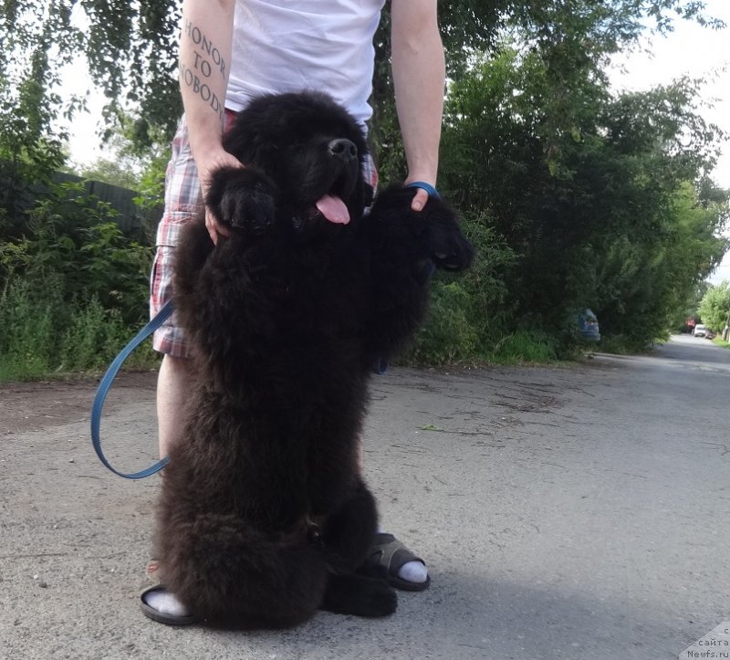 Фото: ньюфаундленд Ньюфорт Наследный Принц (Njufort Nasledniy Prints)