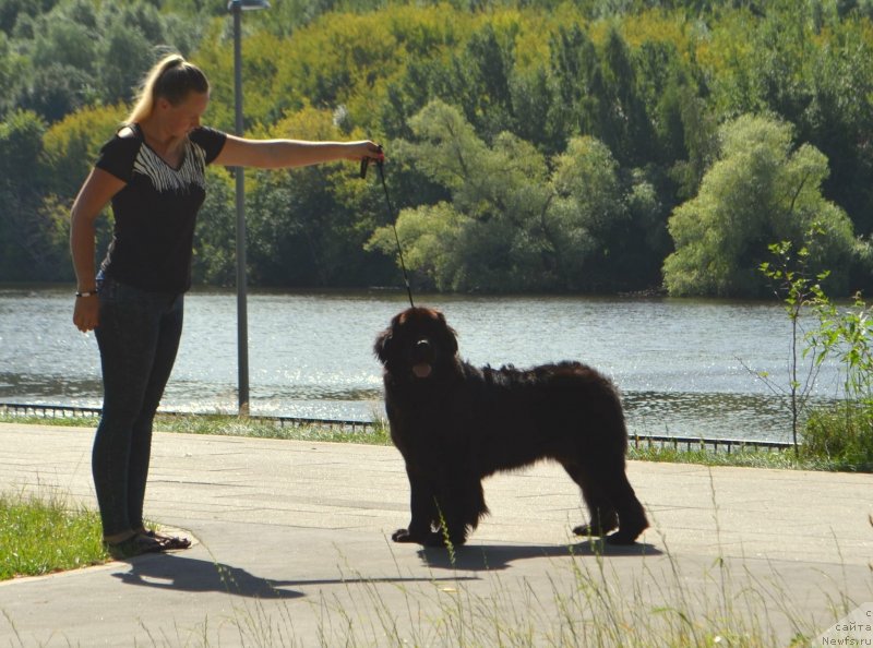Фото: ньюфаундленд Май Френд Ньюфи Лавендэ Палм (May Frend Newfy Lavender Palm)