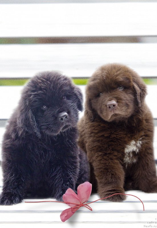 Фотография № 237969