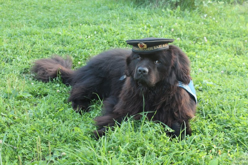 Фотография № 237970