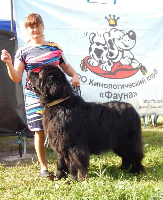 Фото: ньюфаундленд Реми Мартин Луи из Антаграда (Remi Martin Lui is Antagrada)