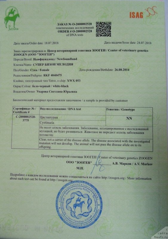 Фото: ньюфаундленд Супер Бизон Мелодия