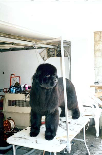 Фотография № 238