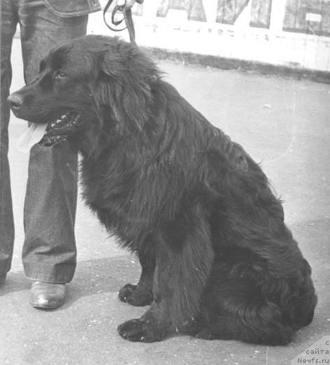 Фото: ньюфаундленд Юджи Гаспар