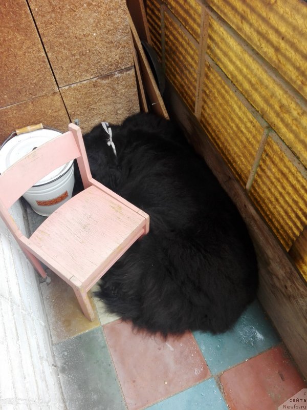 Фотография № 238001