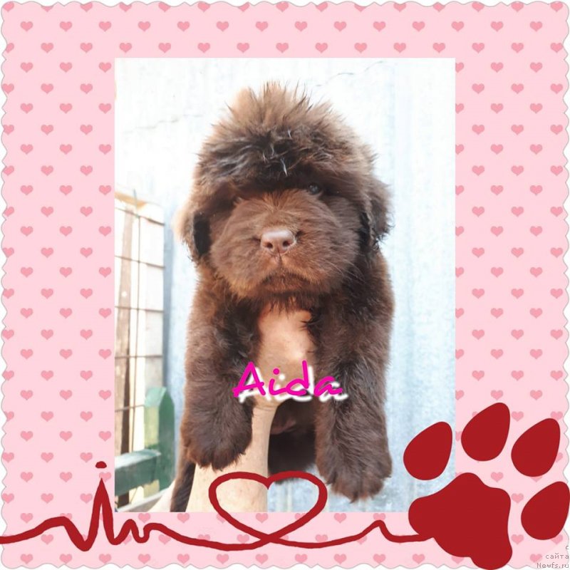 Фото: ньюфаундленд Браунблад МСК Аванти Дарлинг Кид (Brownblood MSK Avanti Darling Kid)