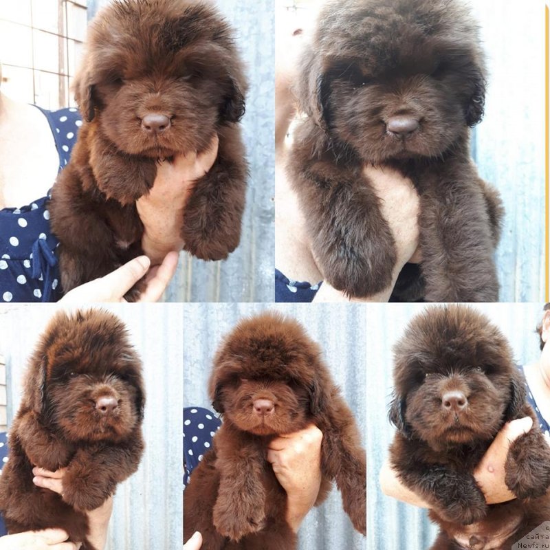 Фото: ньюфаундленд Браунблад МСК Аванти Дарлинг Кид (Brownblood MSK Avanti Darling Kid)