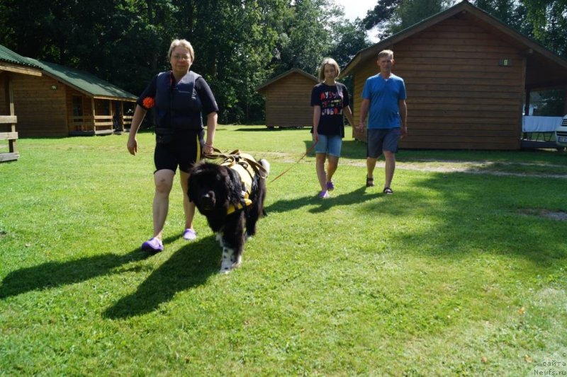 Фото: Ирина Мороз, ньюфаундленд Fabian de Lange Super Mishka