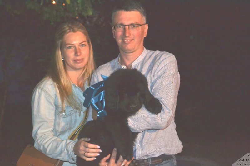 Фото: ньюфаундленд Баффи (Baffi)