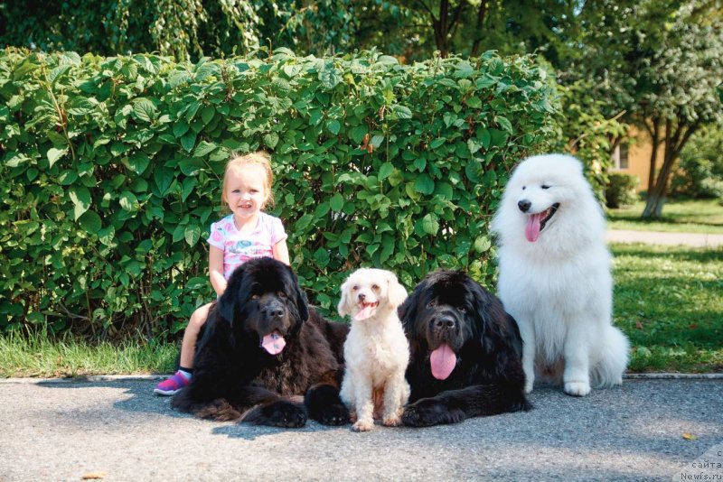 Фото: ньюфаундленд Их Высочество Виола Жанмоника (Ih Visochestvo Viola Zhanmonika), ньюфаундленд Ньюфорт из Пены Морской Афродита (Njufort iz Peni Morskoy Afrodita)
