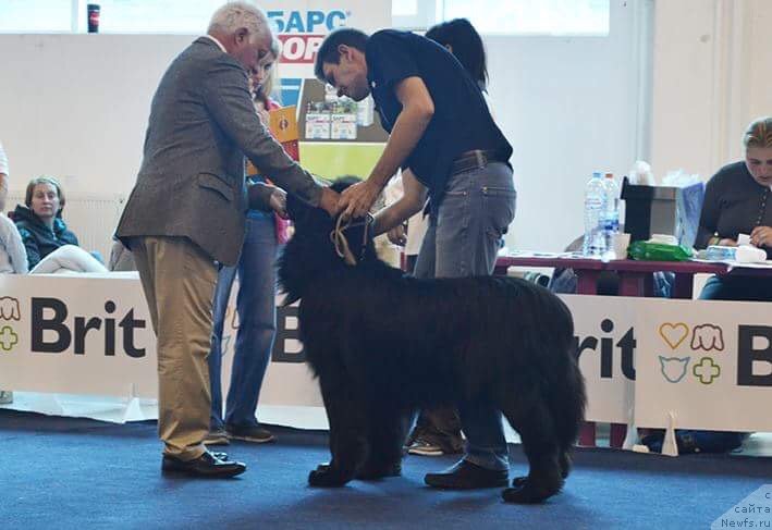 Фотография № 238039