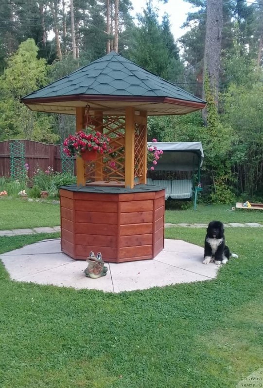 Фото: ньюфаундленд Ежевика от Карельских Медведей