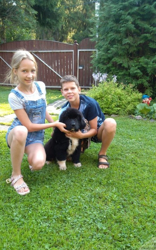 Фото: ньюфаундленд Ежевика от Карельских Медведей