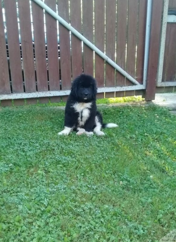 Фото: ньюфаундленд Ежевика от Карельских Медведей