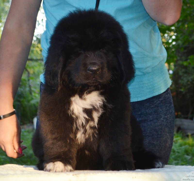 Фото: ньюфаундленд Баффи (Baffi)