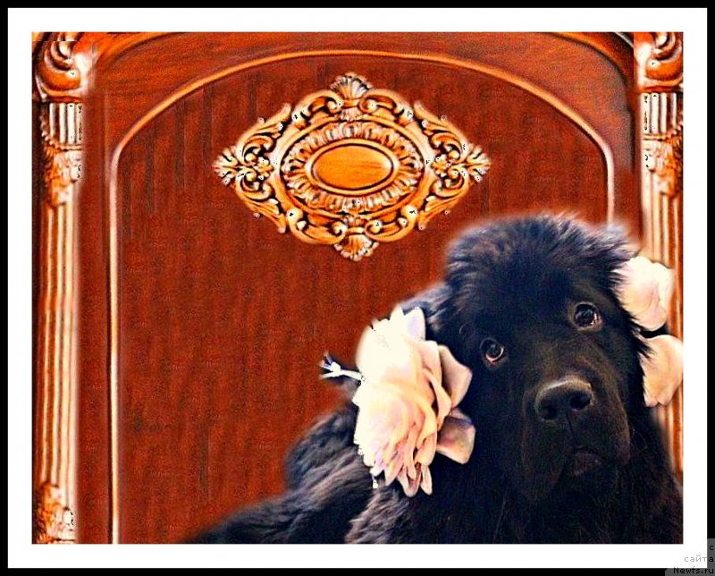 Фото: ньюфаундленд Мерседес Вялiкi Мядзведзь (Mercedes Vialiki Miadzvedz)