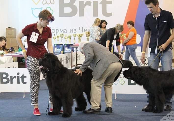 Фото: ньюфаундленд Обуш Шед Дестини Шейп (Obush Shed Destiny Shape)