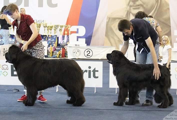 Фотография № 238069