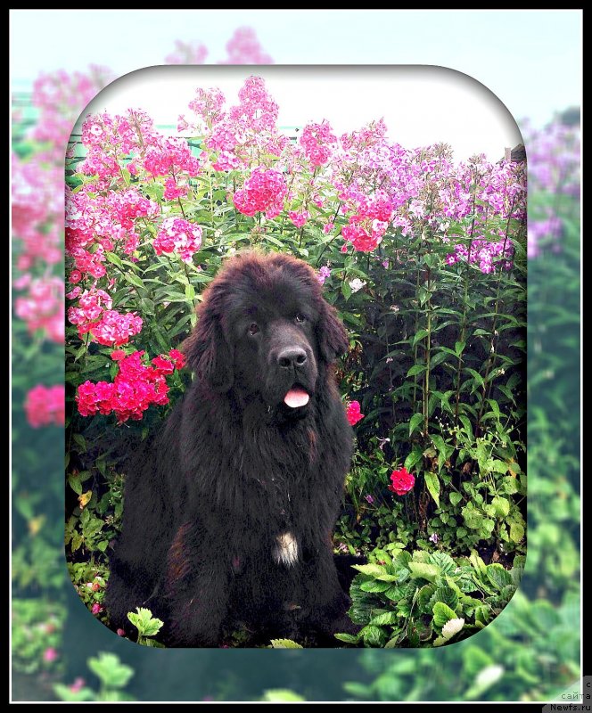 Фото: ньюфаундленд Мерседес Вялiкi Мядзведзь (Mercedes Vialiki Miadzvedz)