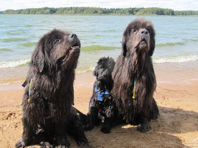 Фотография № 238077