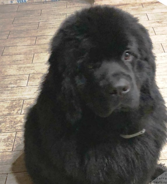 Фото: ньюфаундленд Velyke Malyatko Koval' Charivnyk