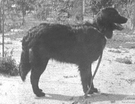 Фото: ньюфаундленд Есения Асми