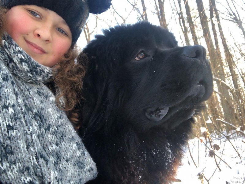 Фото: ньюфаундленд Velyke Malyatko Koval' Charivnyk