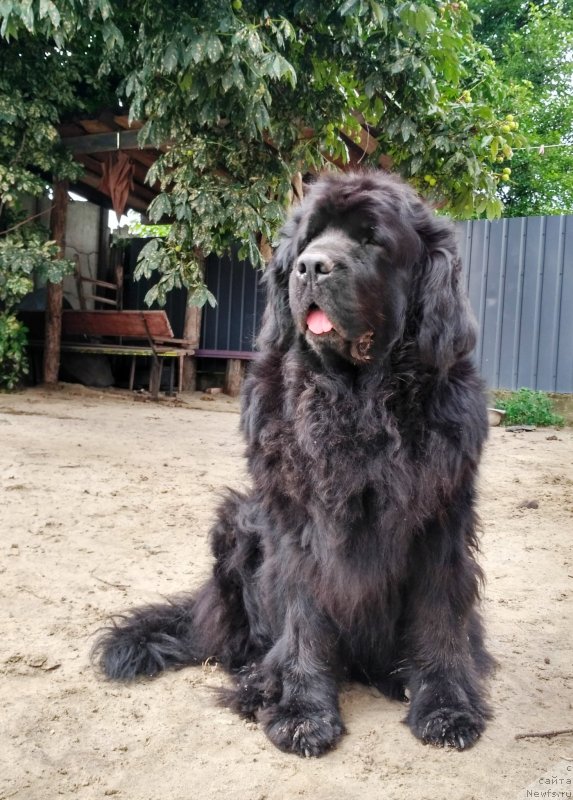 Фото: ньюфаундленд Чаривна Черепашка Большой Малыш (Charivna Cherepashka Bolshoj Malysh)